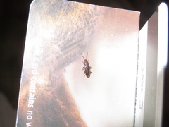 Cryptamorpha brevicornis