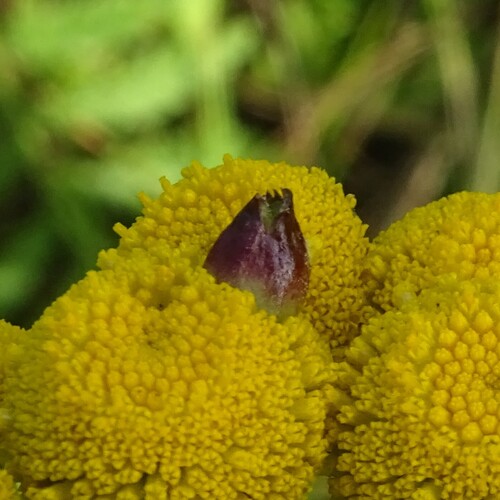Tansy Flask Gall, Gelderland, NL, photo 7 of 10