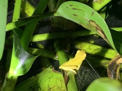 Dendropsophus carnifex