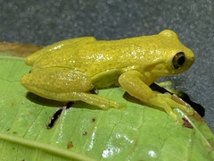 Dendropsophus carnifex
