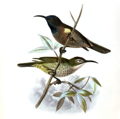 Blue-Throated Brown Sunbird photo 2