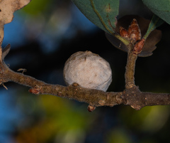 Disholcaspis canescens