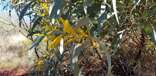 Halls Creek wattle (Acacia cowleana)