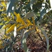 Acacia cowleana - Photo (c) dianadavey, μερικά δικαιώματα διατηρούνται (CC BY-NC-ND), uploaded by dianadavey