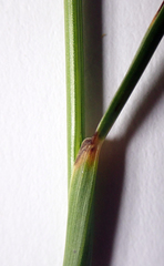 Festuca rubra commutata