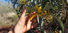 Acacia cowleana