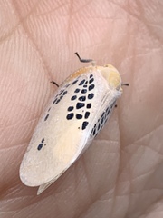 Poekilloptera phalaenoides