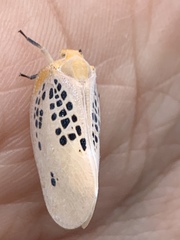 Poekilloptera phalaenoides