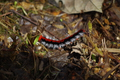 Apatelodidae