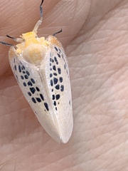 Poekilloptera phalaenoides