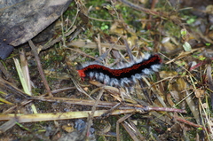 Apatelodidae