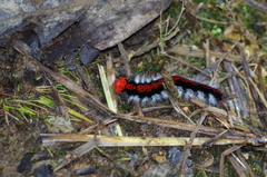 Apatelodidae