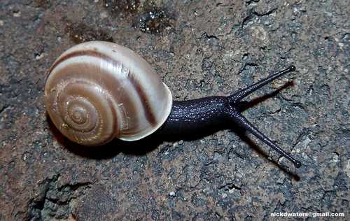Eastern Desertsnail
