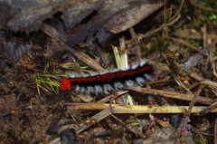 Apatelodidae