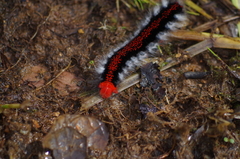Apatelodidae