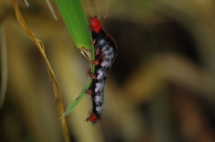 Apatelodidae