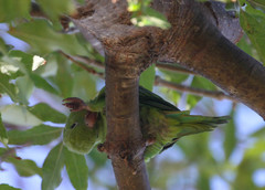 Brotogeris chiriri