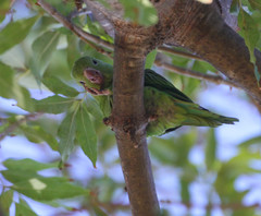 Brotogeris chiriri