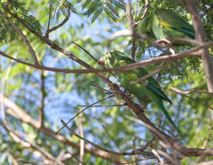 Brotogeris chiriri
