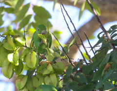 Brotogeris chiriri