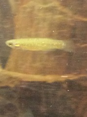 Fundulus chrysotus