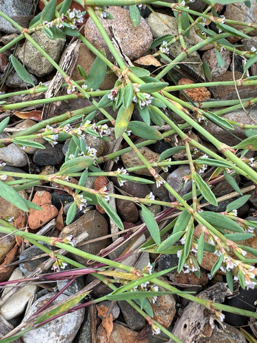 Ray's Knotweed (Polygonum raii)