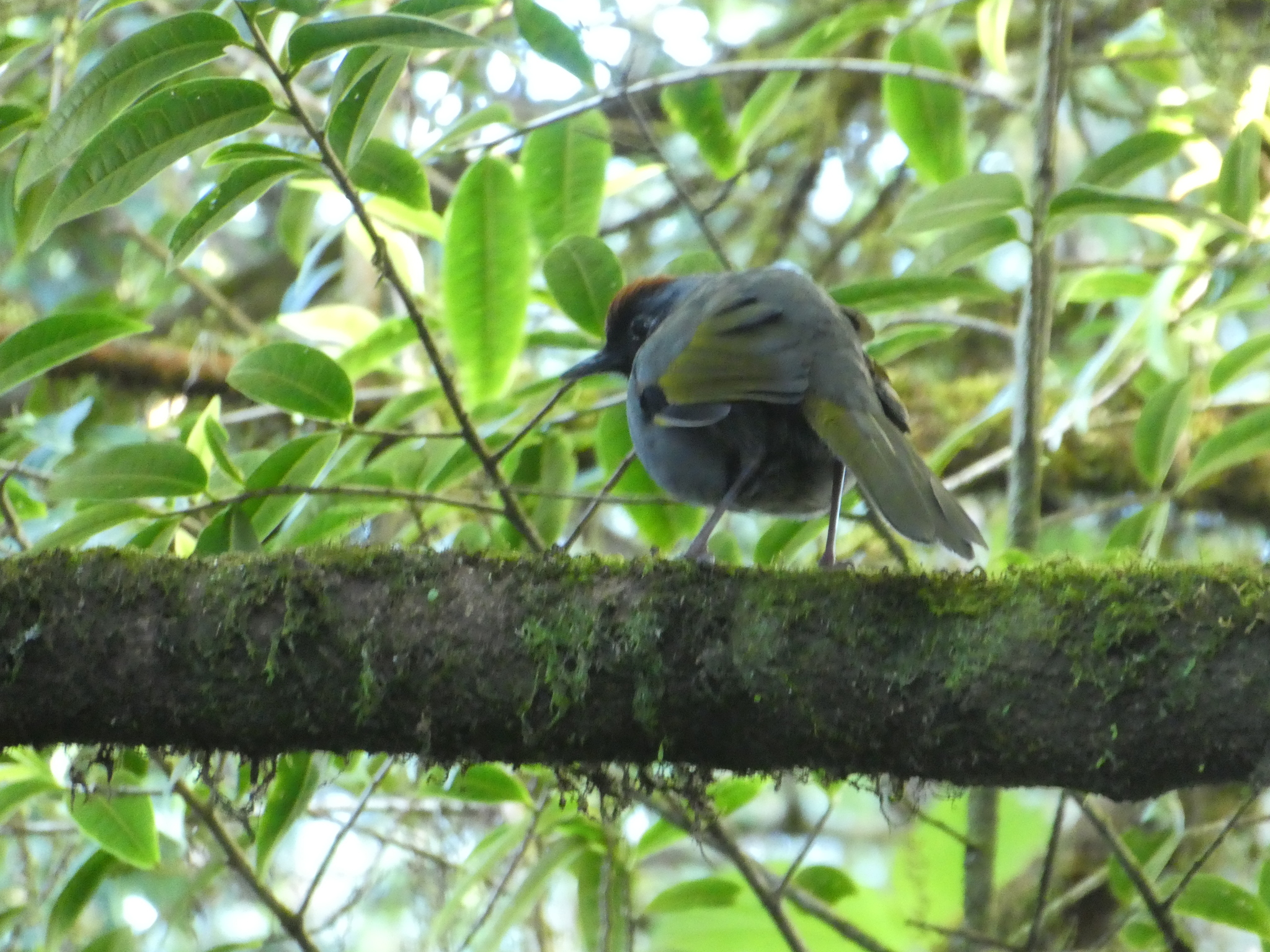 Silver-eared Laughingthrush