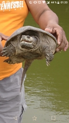 Chelydra acutirostris