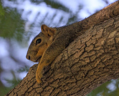 Sciurus niger