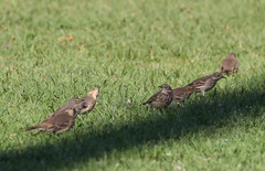Anthus rubescens