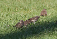 Anthus rubescens