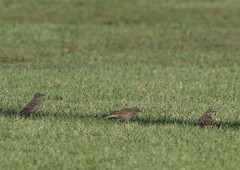 Anthus rubescens