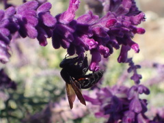 Xylocopa sonorina