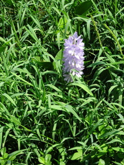 Pontederia crassipes