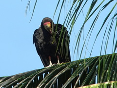 Cathartes burrovianus