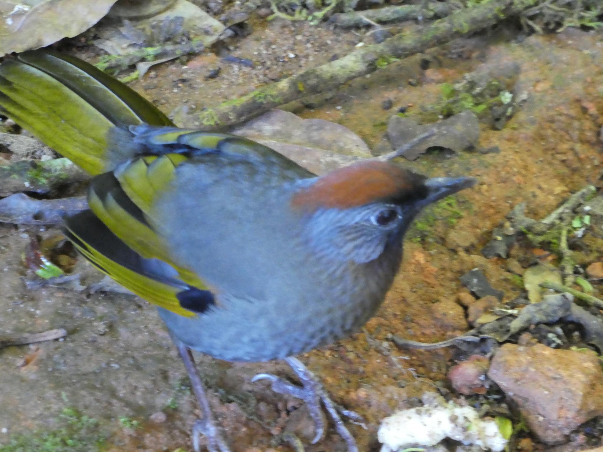 Silver-eared Laughingthrush
