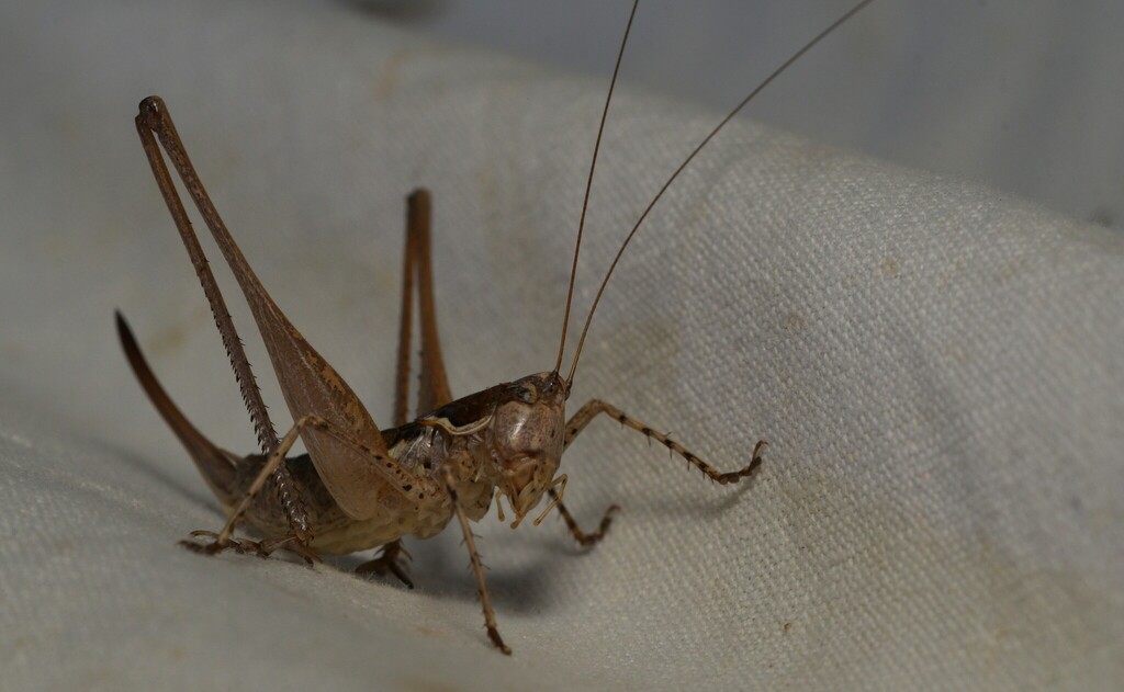 Lusitanian Bush-cricket