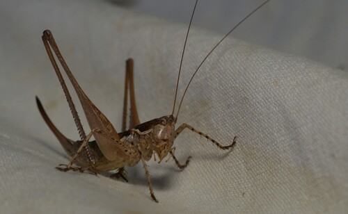 Lusitanian Bush-cricket