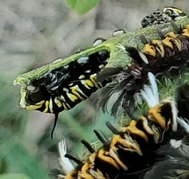 Monarch photographed in Kentucky