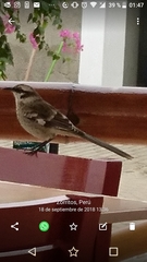 Mimus longicaudatus