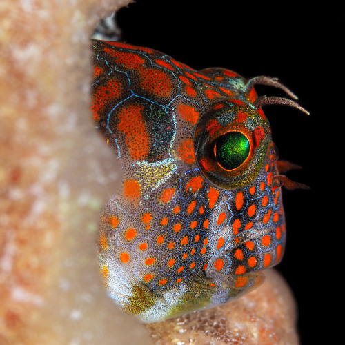 Tessellated blenny (Hypsoblennius invemar) — Blenniidae