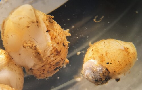 Admete viridula observed 2025-08-08