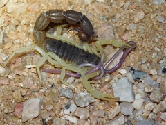 Western Thread Snake photo 4