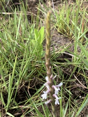 Striga bilabiata bilabiata