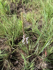 Striga bilabiata bilabiata