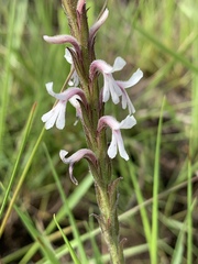 Striga bilabiata bilabiata