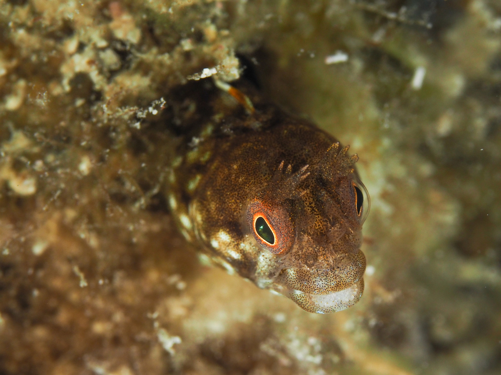 Stalk Blenny