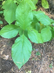 Cornales