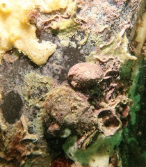 Nacellidae