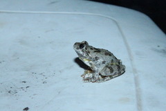 Hyla arenicolor